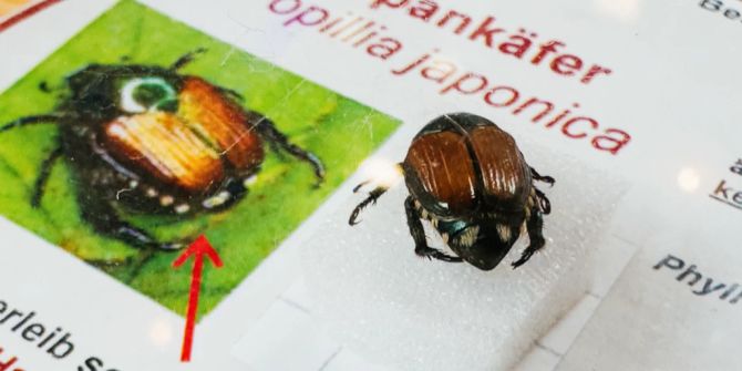 japankäfer kloten