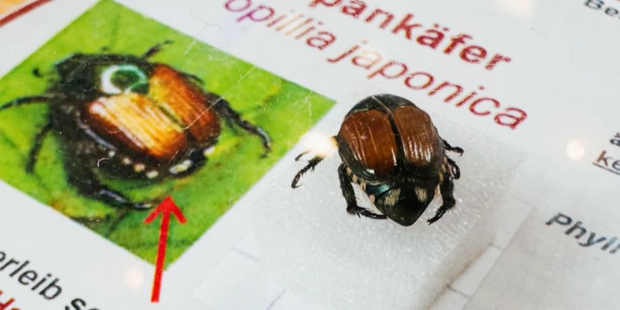 japankäfer kloten