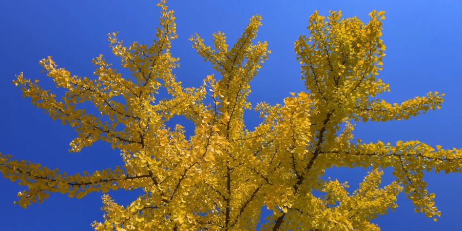 Ginkgos gehören weder zu den Laub- noch zu den Nadelbäumen. (Archivbild)