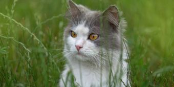 Katze im Gras