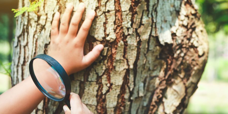 Kind Hand Lupe Baum Wald