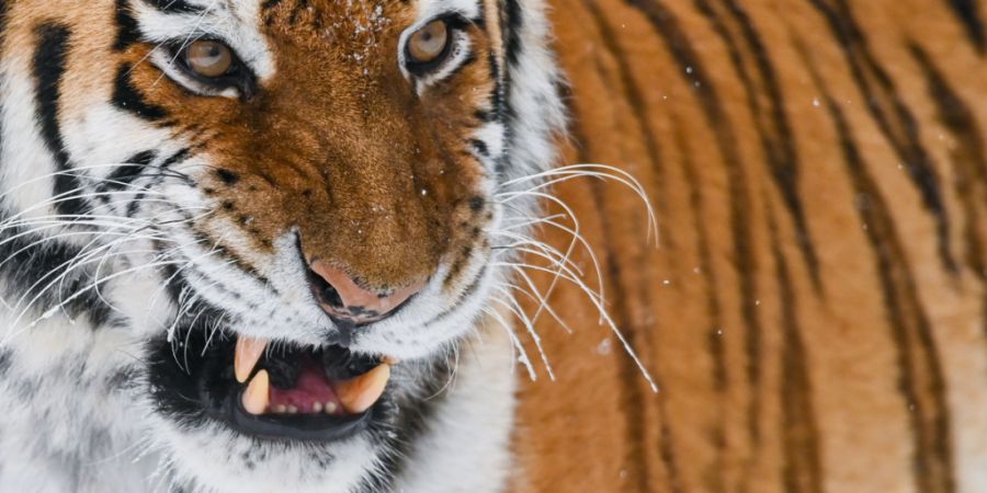 ARCHIV - Ein Sibirischer Tiger (Amur-Tiger) in einem Freigehege in einem Zoo. Foto: Patrick Pleul/dpa-Zentralbild/dpa/Symbolbild