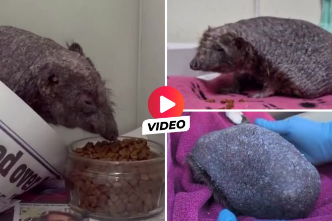 Igel Ollie