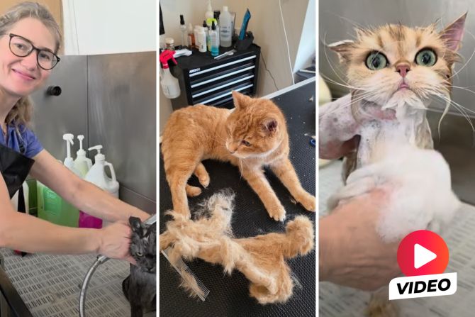 katzen