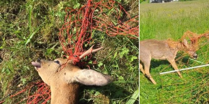 Wildtiere Zaun