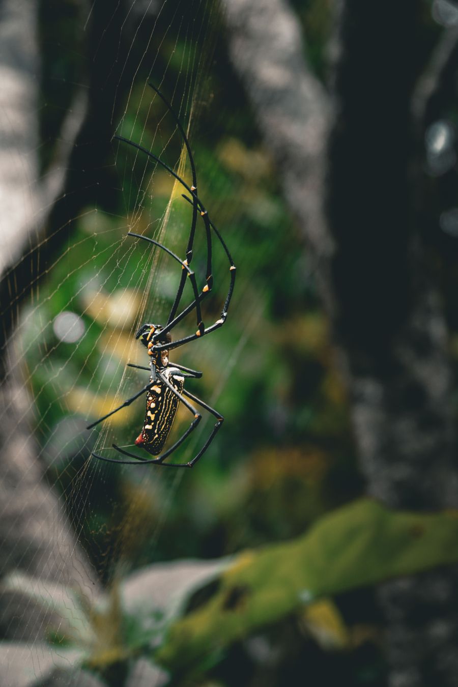 Spinne