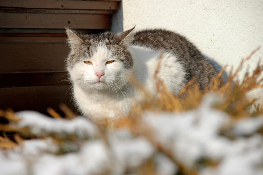 Katzen mit einem geschwächten Immunsystem sind anfälliger als junge und agile Tiere.