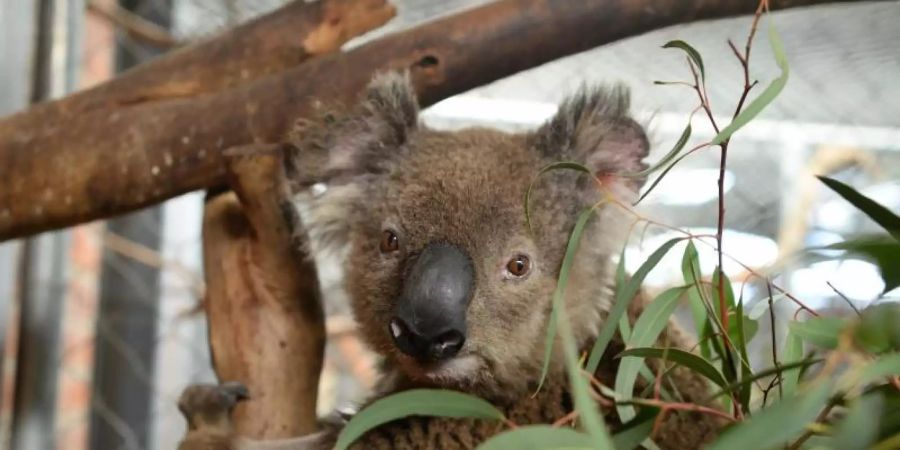 Koala Ian ist einer von 20 Beutelsäugern, die in der Australischen Nationaluniversität in Canberra untergekommen sind. Foto: Subel Bhandari/dpa