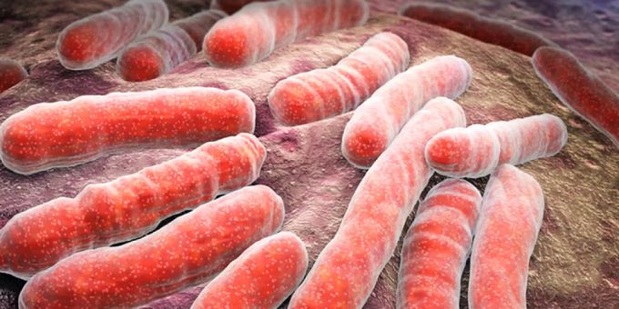 Mycobacterium tuberculosis, der Auslöser der meisten Tuberkulose-Fälle. (Themenbild) tuberkulose