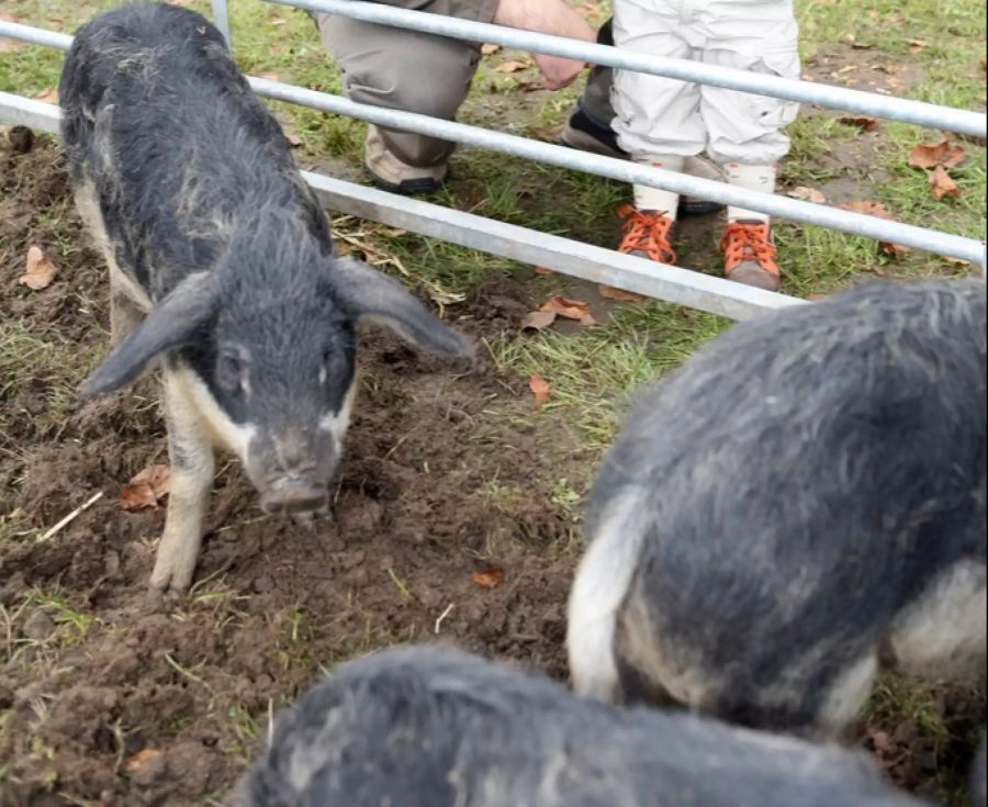 Wollschweine sollten nicht alleine gehalten werden. (Symbolbild)