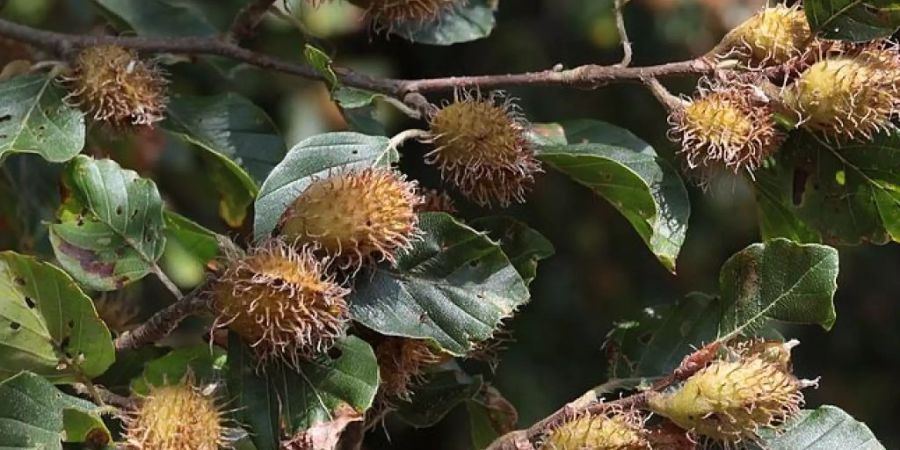 Samenkapseln an einem Buchenzweig während eines Mastjahres, wie es 2018 eins war. Mangels Regen warfen die Bäume die Samen danach vorzeitig ab. Ein Zeichen dafür, wie schlecht die Buche für den Klimawandel gerüstet ist. (zVg)