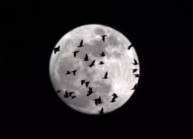 Vollmond - Übersicht in der Schweiz für das ganze Jahr Vögel vor dem Vollmond