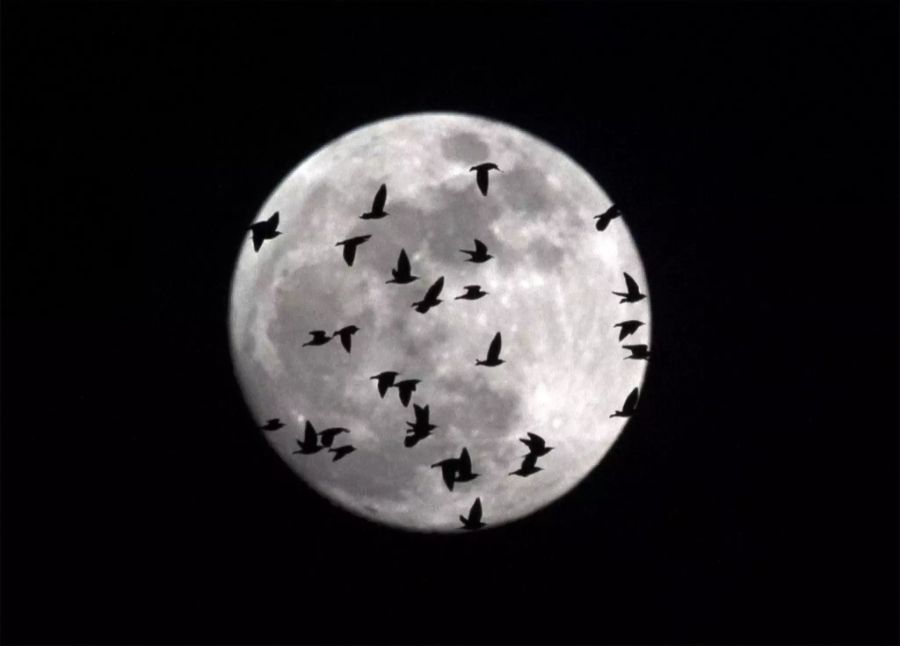 Vögel vor dem Vollmond