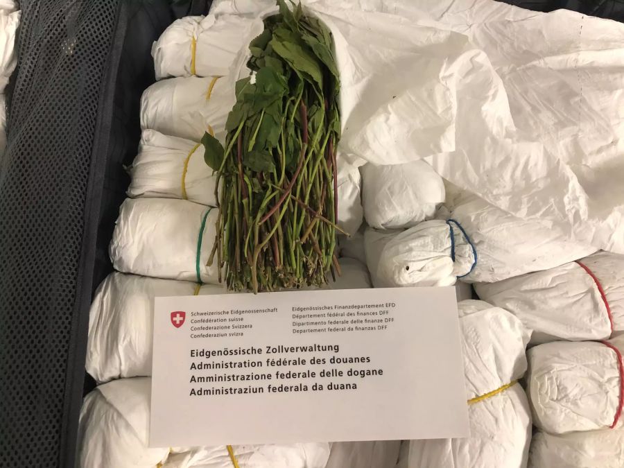 Kathstrauch Blätter Droge EZV