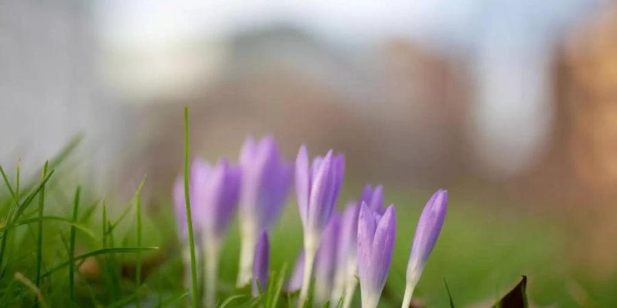 Krokusse blühen in einem Park in der Düsseldorfer Innenstadt. Die Temperaturen in Deutschland sind Ende Januar vielerorts ungewöhnlich mild. Foto: Martin Gerten/dpa