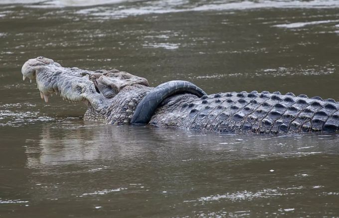 Das rund vier Meter lange Salzwasserkrokodil schwimmt seit Jahren mit einem Reifen um den Hals herum. krokodil