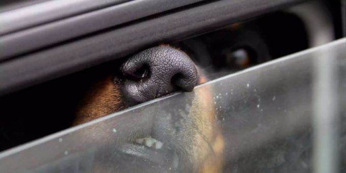 Ein Hund im Auto. (Archivbild) hund