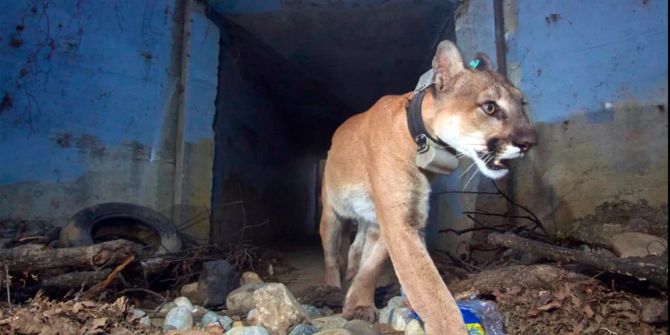 Dieses vom U.S. National Park Service zur Verfügung gestellte Foto zeigt den Berglöwen P-64, auch bekannt als «Culvert Cat».