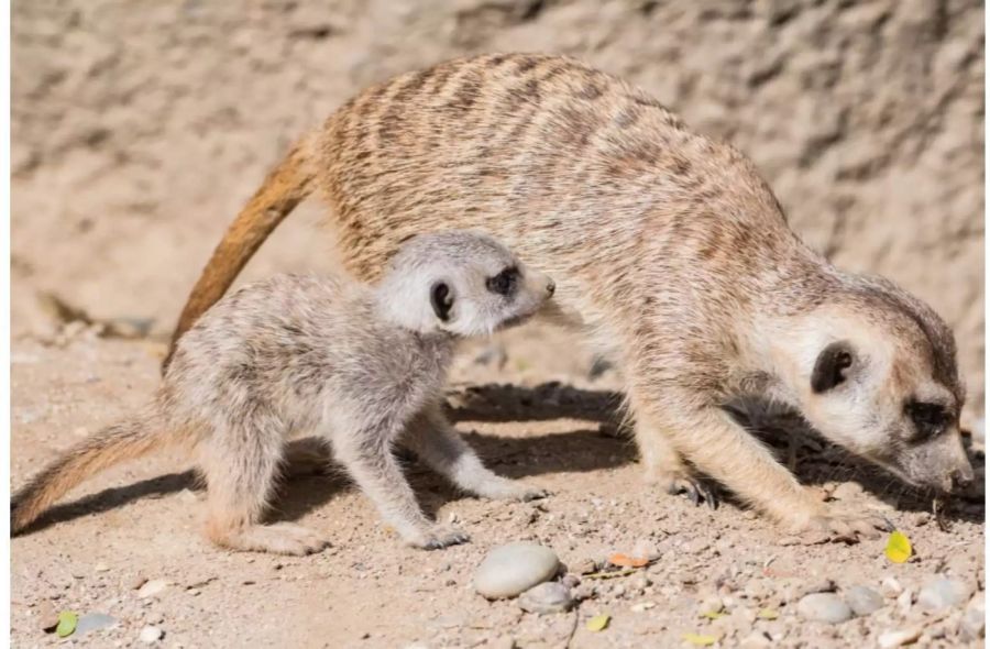 Seine Lieblingsbeschäftigung sei es, im Sand zu scharren.