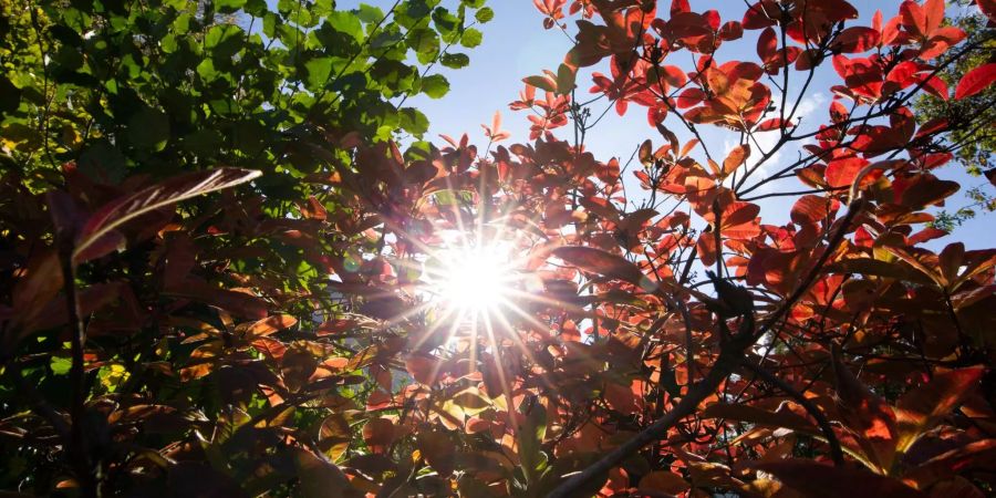 Herbstlaub ist im Gegenlicht der Sonne zu sehen.