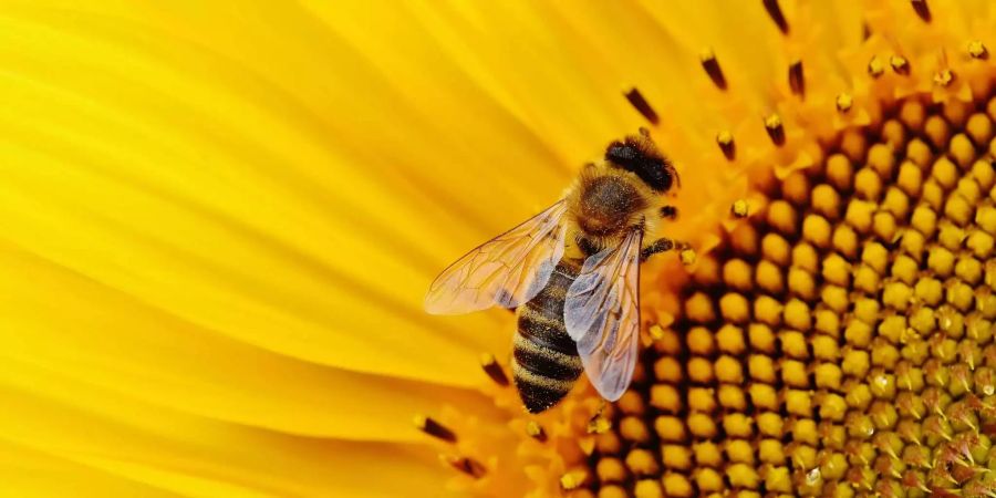 Ein Biene sitzt auf einer Sonnenblume.