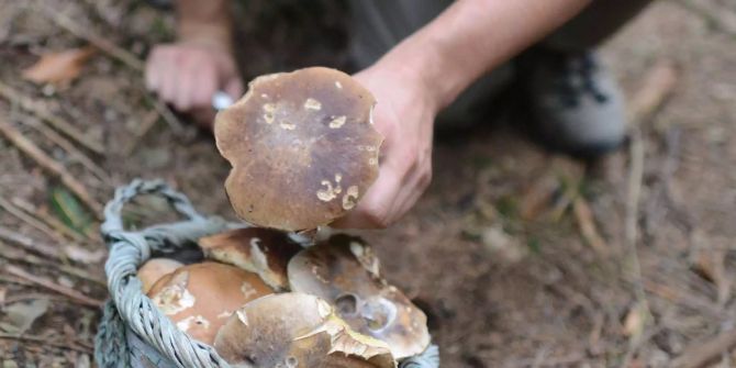 pilze sammeln steinpilz