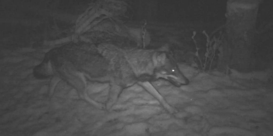 Wolf in Liechtenstein