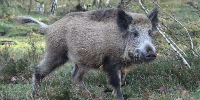 Ein Wildschwein in einem Wald.