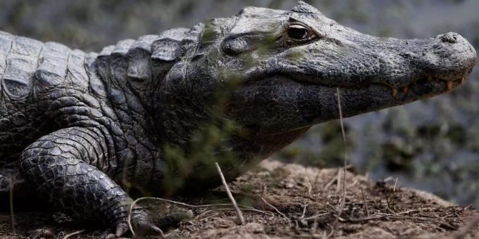 Rettung gescheitert - Krokodil tötet Achtjährigen in Indonesien