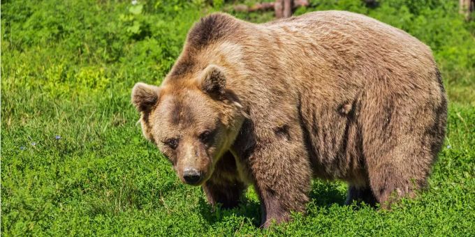 Ein erwachsener Braunbär. (Symbolbild) Braunbär