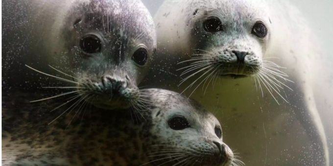 Die drei Seehunde im Zoo Zürich. Die drei Seehunde im Zoo Zürich.