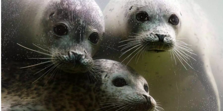 Die drei Seehunde im Zoo Zürich.