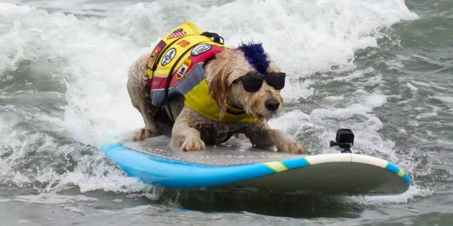 Der Goldendoodle Derby liegt auf dem Surfbrett. Zahlreiche grosse und kleine Hunde haben bei den «World Dog Surfing Championships» nahe San Francisco teilgenommen.