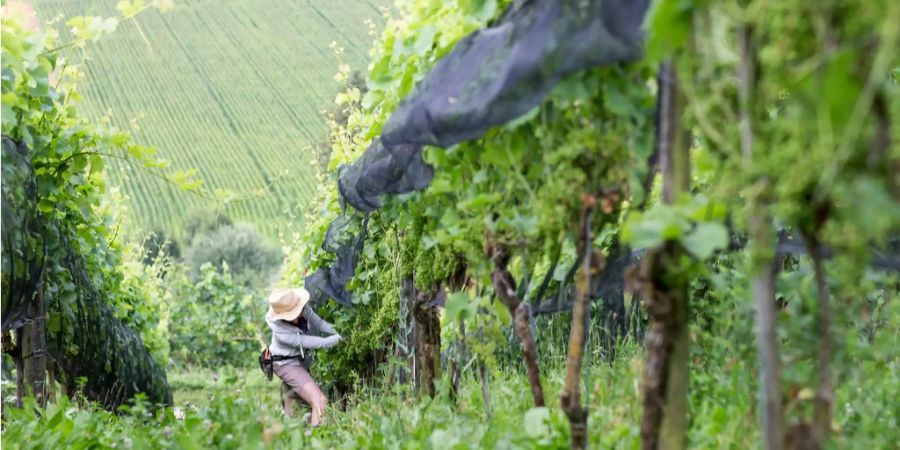 Traumwetter: Die Trauben sind dieses Jahr früher reif.