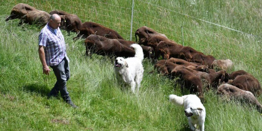 Da der Wolfsdruck in der Augstbordregion gross ist, sind Herdenschutzhunde unerlässlich.