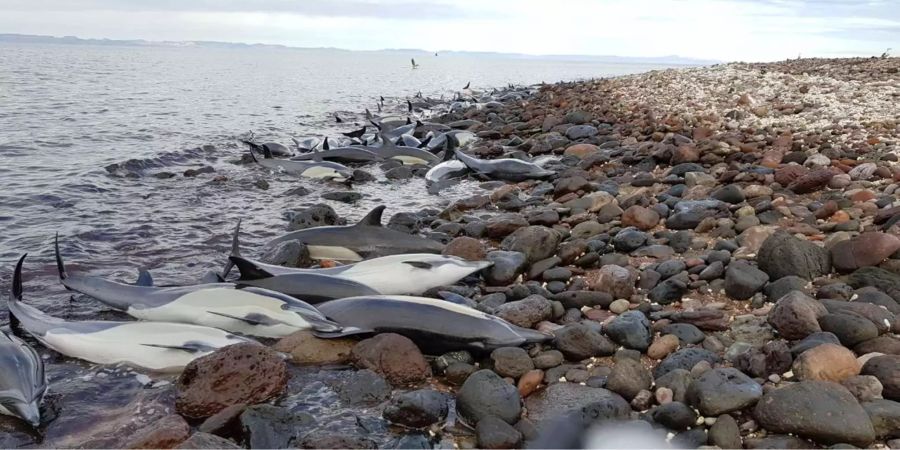 49 Delfine verenden an einem argentinischen Strand. (Symbolbild)