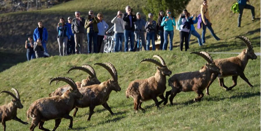 Pontresina Tourismus betreibt seit vergangenem Jahr aktive Vermarktung der Steinböcke.