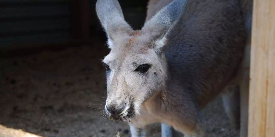 Tierpfleger gehen davon aus, dass auch Obst und Gemüse für die Kängurus gefährlich sein können.