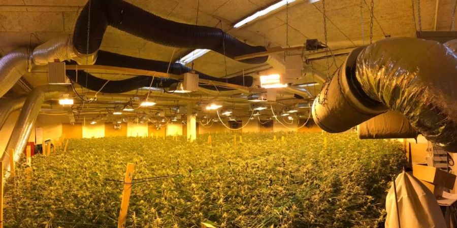 Sichergestellt wurden rund 2700 Pflanzen und 27 Kilogramm Marihuana.