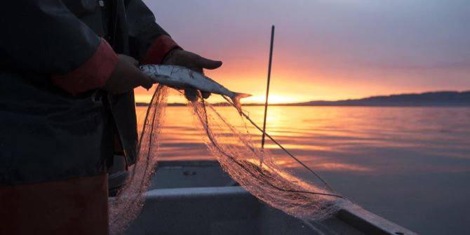 Fisch Chemikalien Bodensee