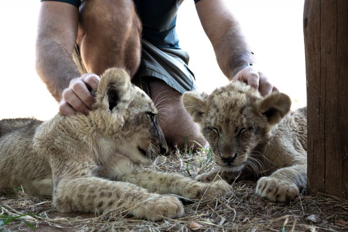 Südafrika 2023: Untersuchung in Südafrika für den VIER PFOTEN Raubtierparkbericht. Zwei Löwenbabys werden von einem Gast gestreichelt. Vier Pfoten