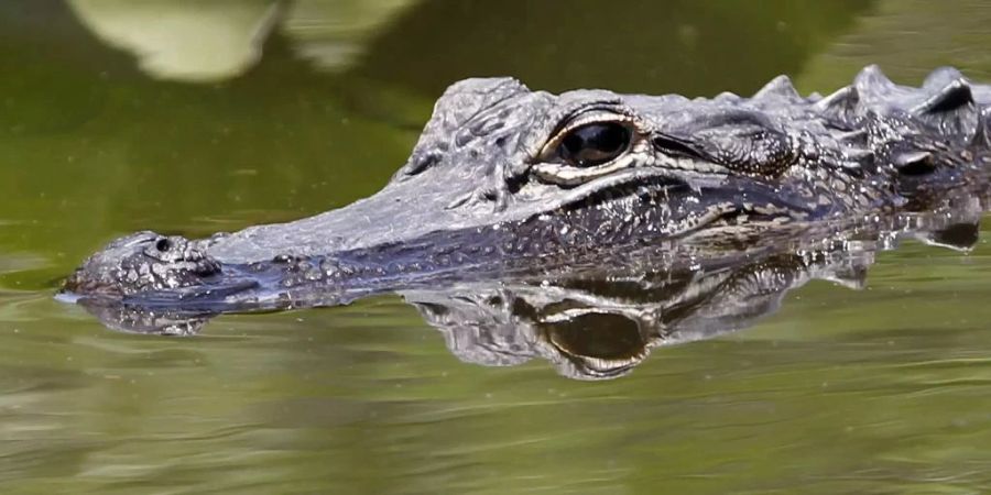 Alligator