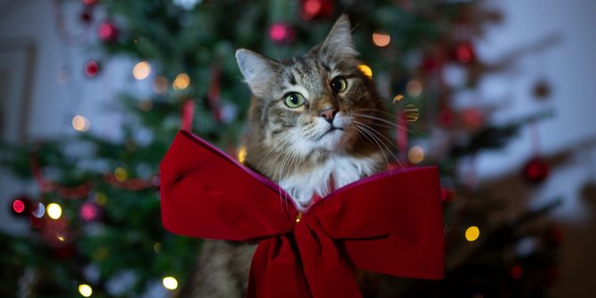 Katze Schleife Weihnachtsbaum Geschenk