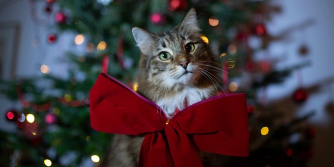 Supersüss, super Schleife – schlechtes Präsent. Haustiere verschenkt man besser nicht zu Weihnachten. Katze Schleife Weihnachtsbaum Geschenk