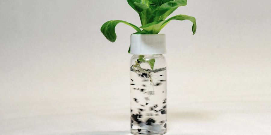 Experimentaufbau, bei dem Forscher den Nährlösungen von Salatpflanzen Reifenabrieb zugesetzt haben.