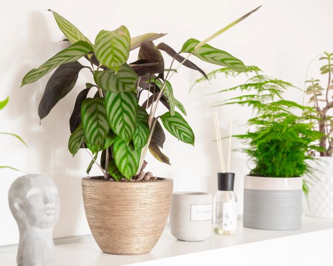 Die Calathea kommt mit wenig Licht aus und eignet sich als Zimmerpflanze für eher schattige Plätze im Raum. Calathea Pflanze Regal Zimmerpflanze