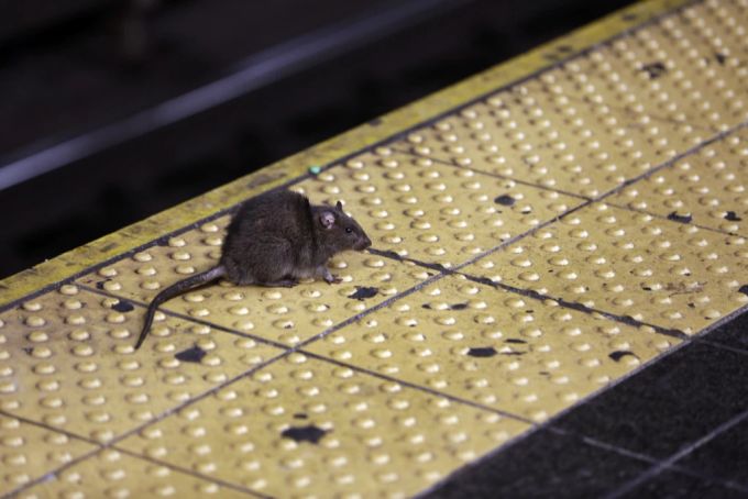 Ratten sind ein grosse Problem in New York. Ratten