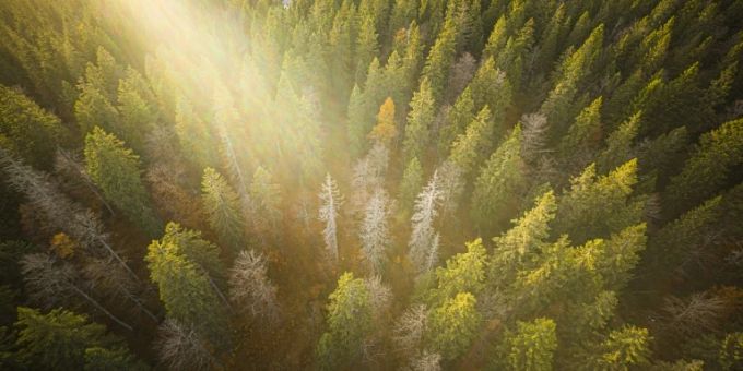 Luftbild eines Waldes im Sonnenschein. wald