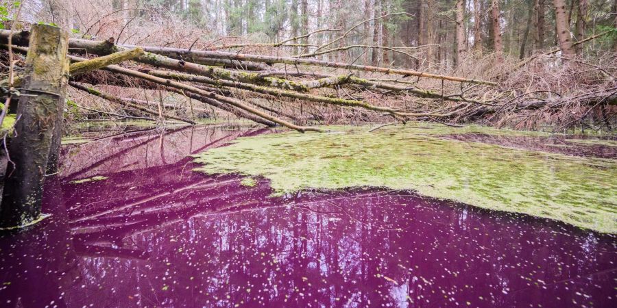 Purpurfarben schimmert das Wasser im Hildesheimer Wald bei Sibbesse. Aber warum?