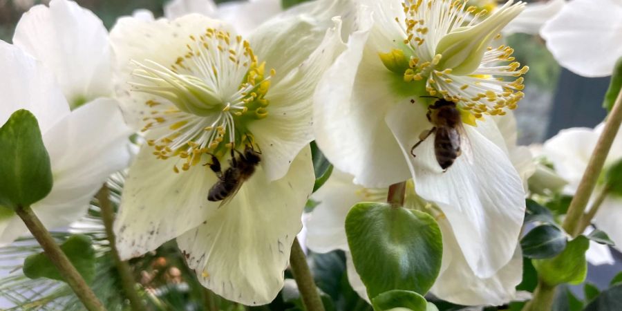 Bienen sitzen mitten im Winter auf einer Christrose in Saarbrücken. Die warmen Temperaturen habe die Völker dazu gebracht, ihren Stock zu verlassen, Imker sind besorgt.